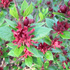Calycanthus floridus (Orchidea fa, Carolina fűszer)