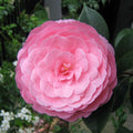 Camellia williamsii 'E.G. Waterhouse' - floare XL dubla (rezistenta la frig)