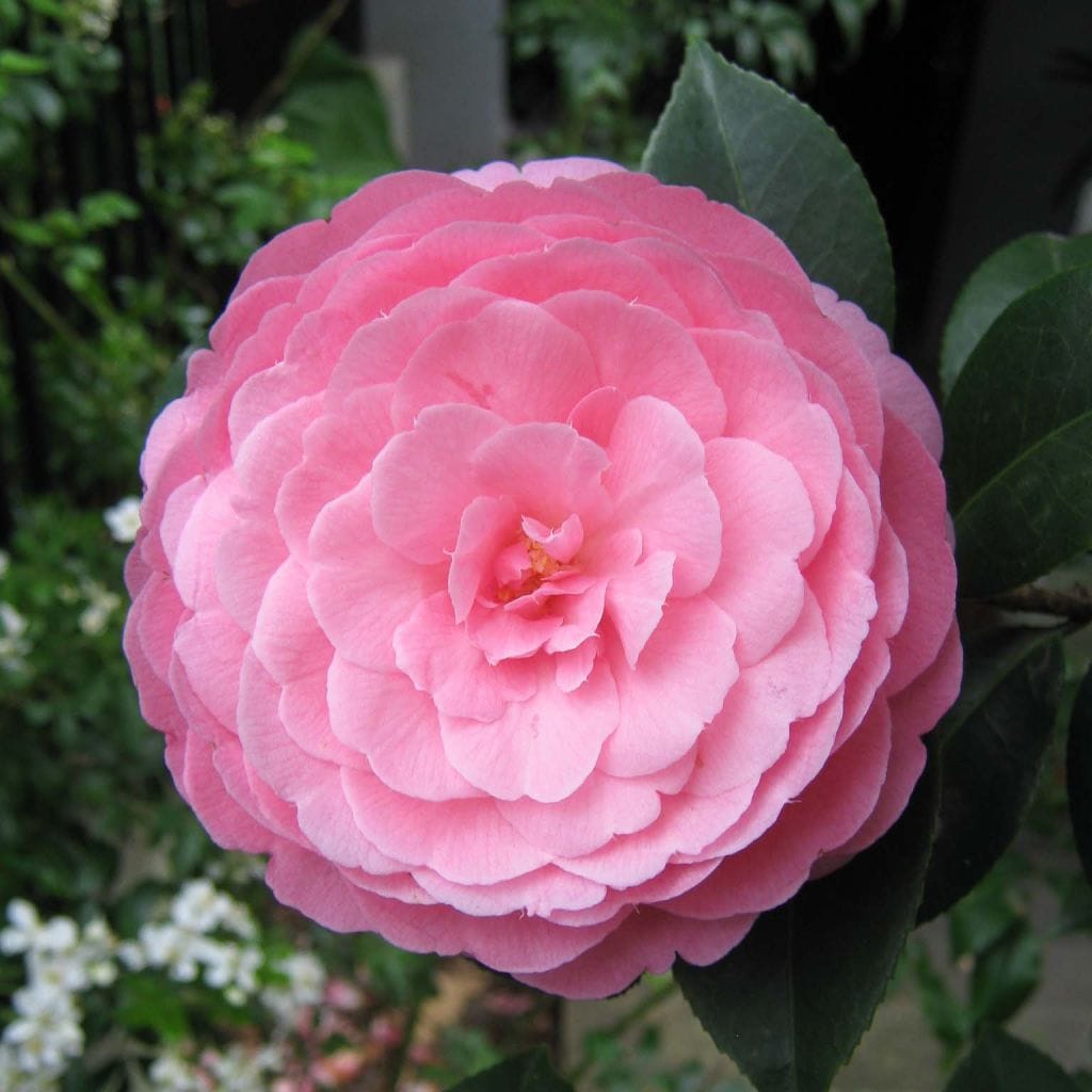 Camellia williamsii 'E.G. Waterhouse' - floare XL dubla (rezistenta la frig)
