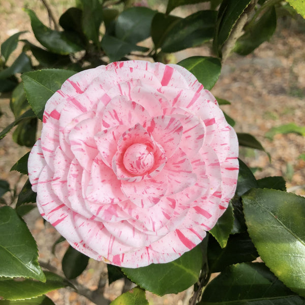Camellia japonica 'Angela Cocchi' - gefüllte Blüte (Frostbeständigkeit)