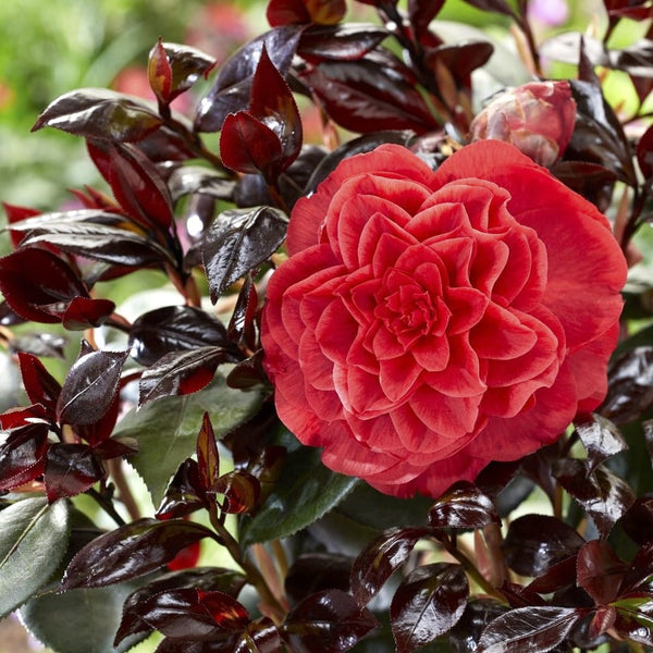 Camellia japonica 'Femme Fatale'