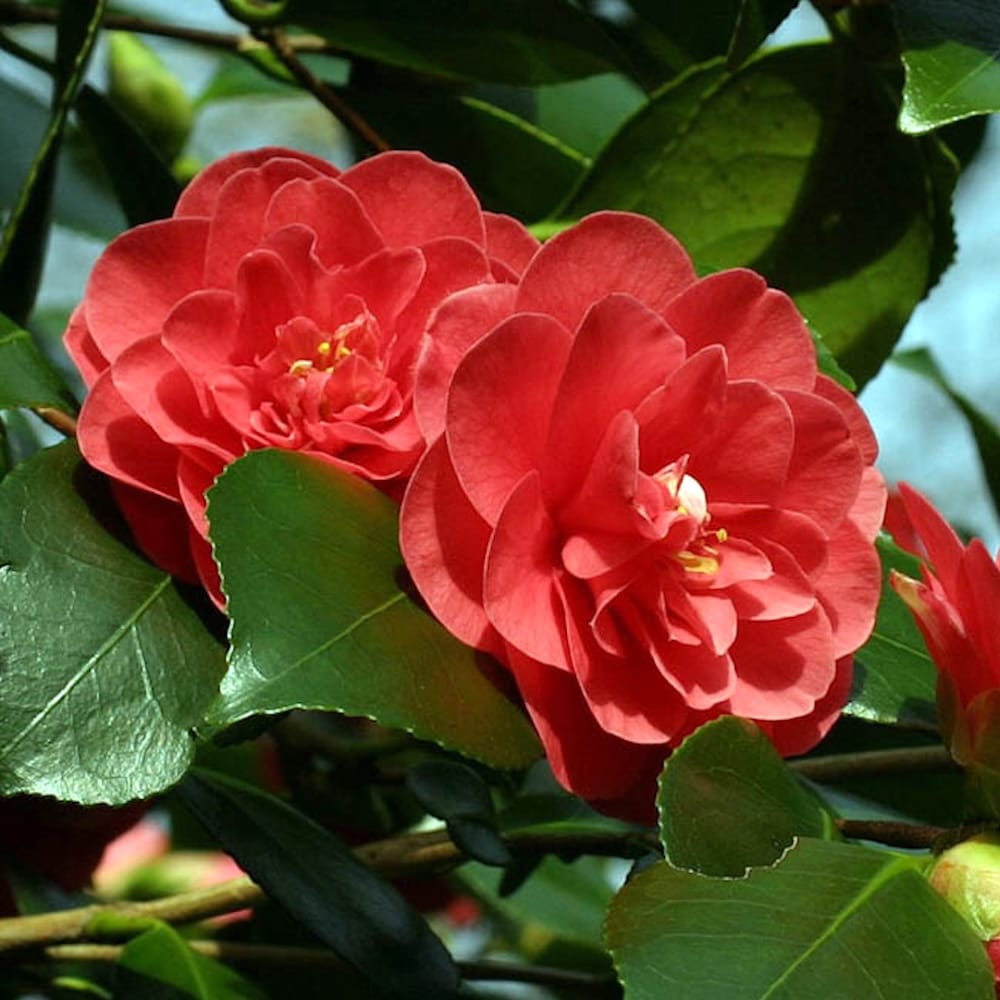 Camellia japonica 'Campbellii' 