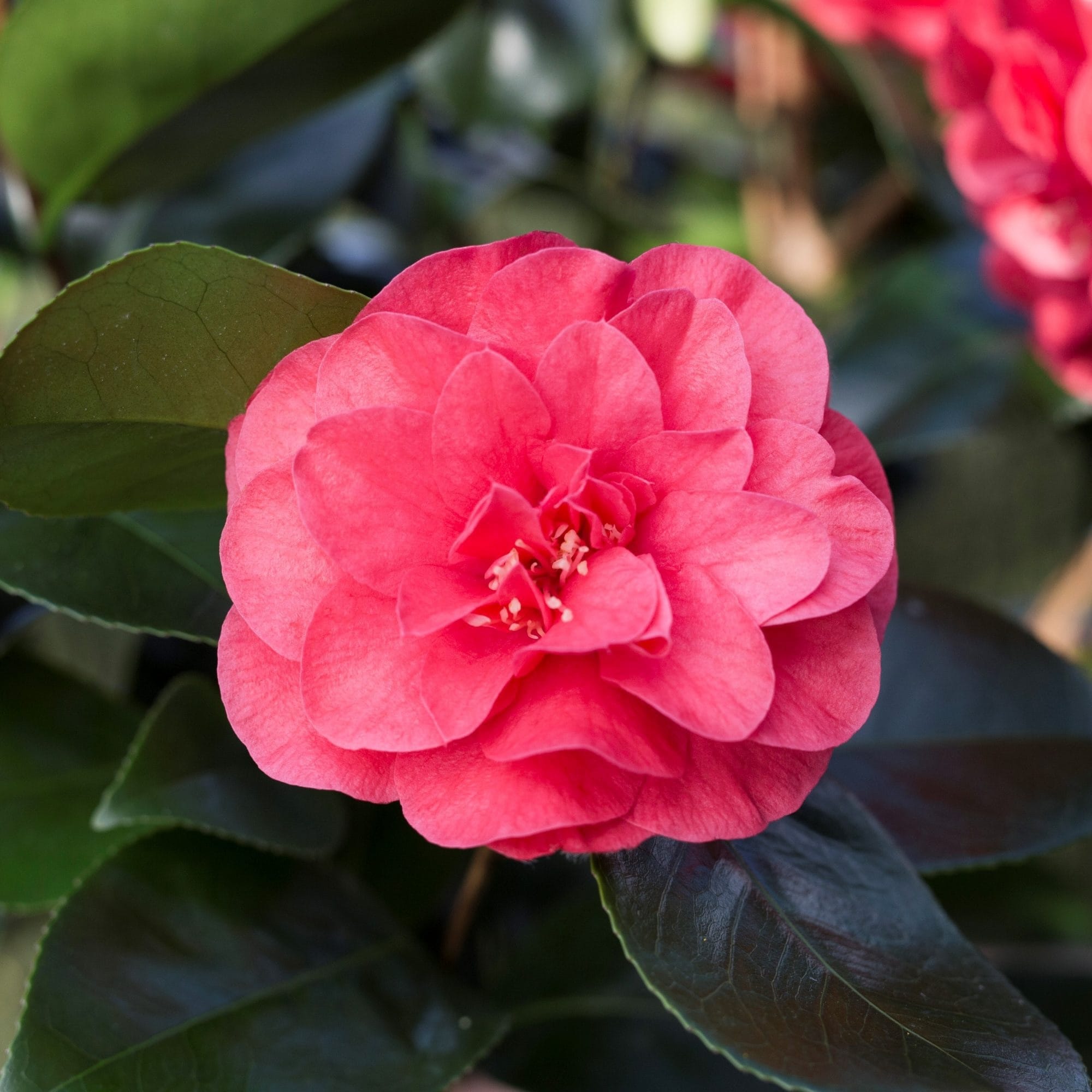 Camellia japonica 'Lady Campbell'