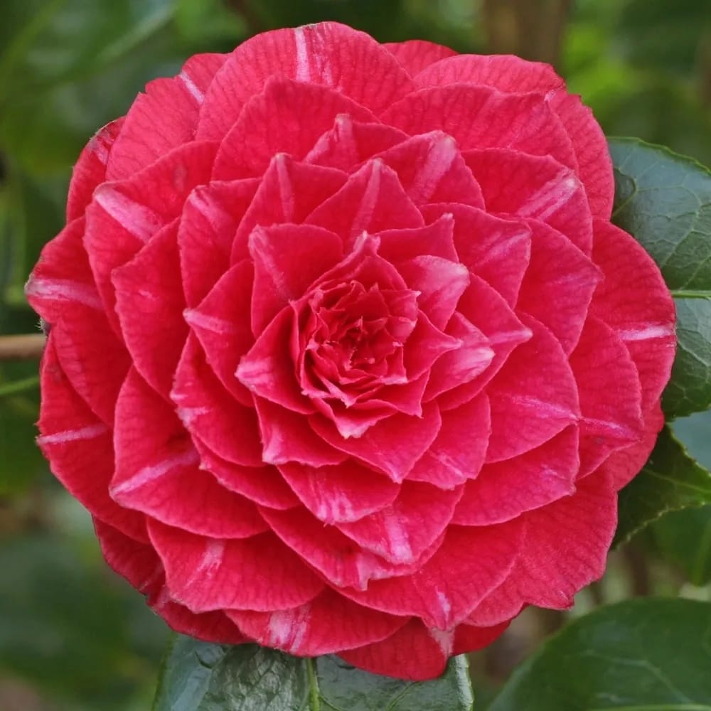Camellia japonica 'Principessa Baciocchi' - rezistenta la inghet ...