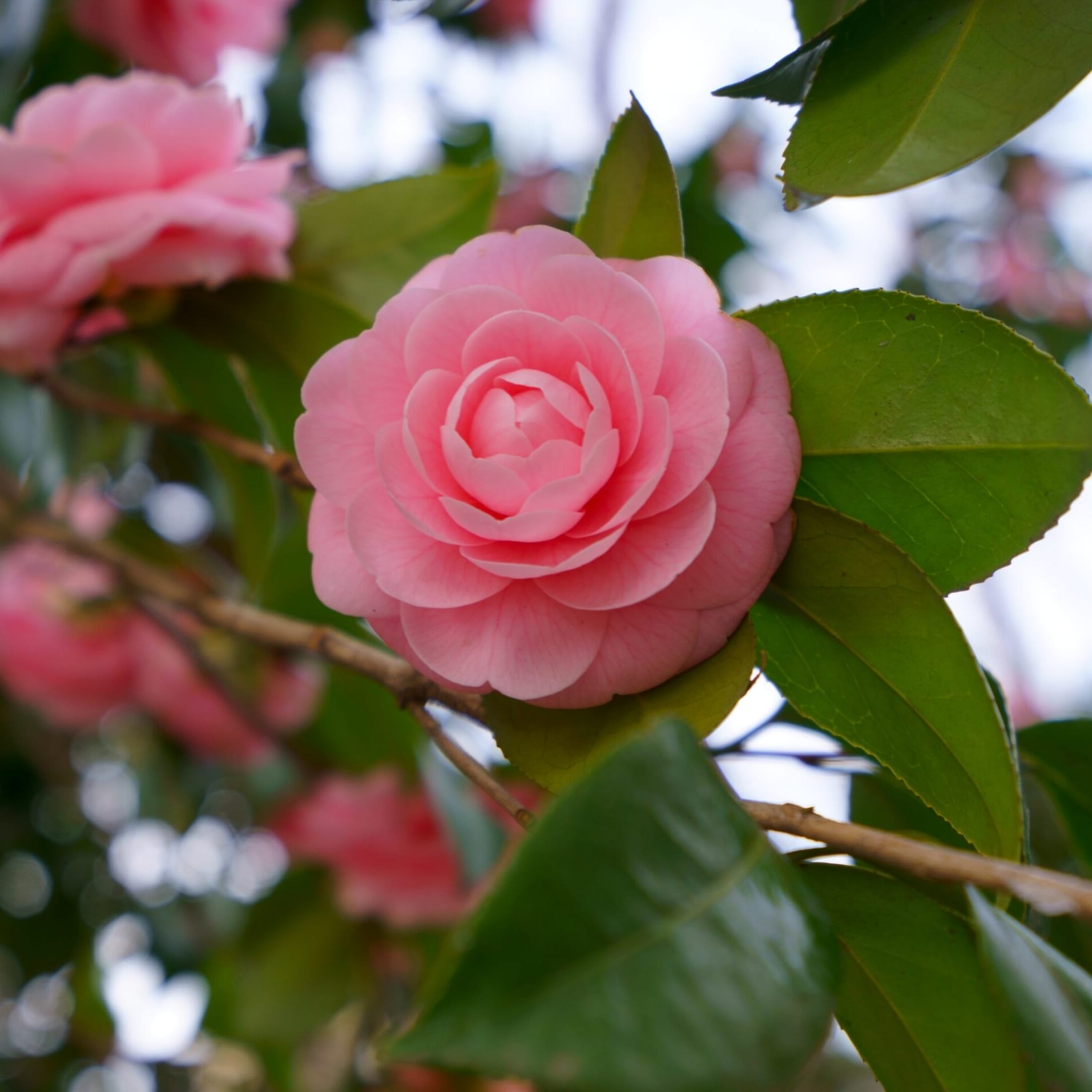 Camellia japonica 'Rosa' * floarea dubla roz (rezistenta la inghet) –  Secret Garden Plant Shop