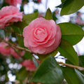 Camellia japonica 'Rosa'