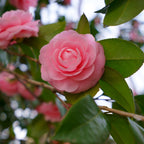 Camellia japonica 'Rosa'