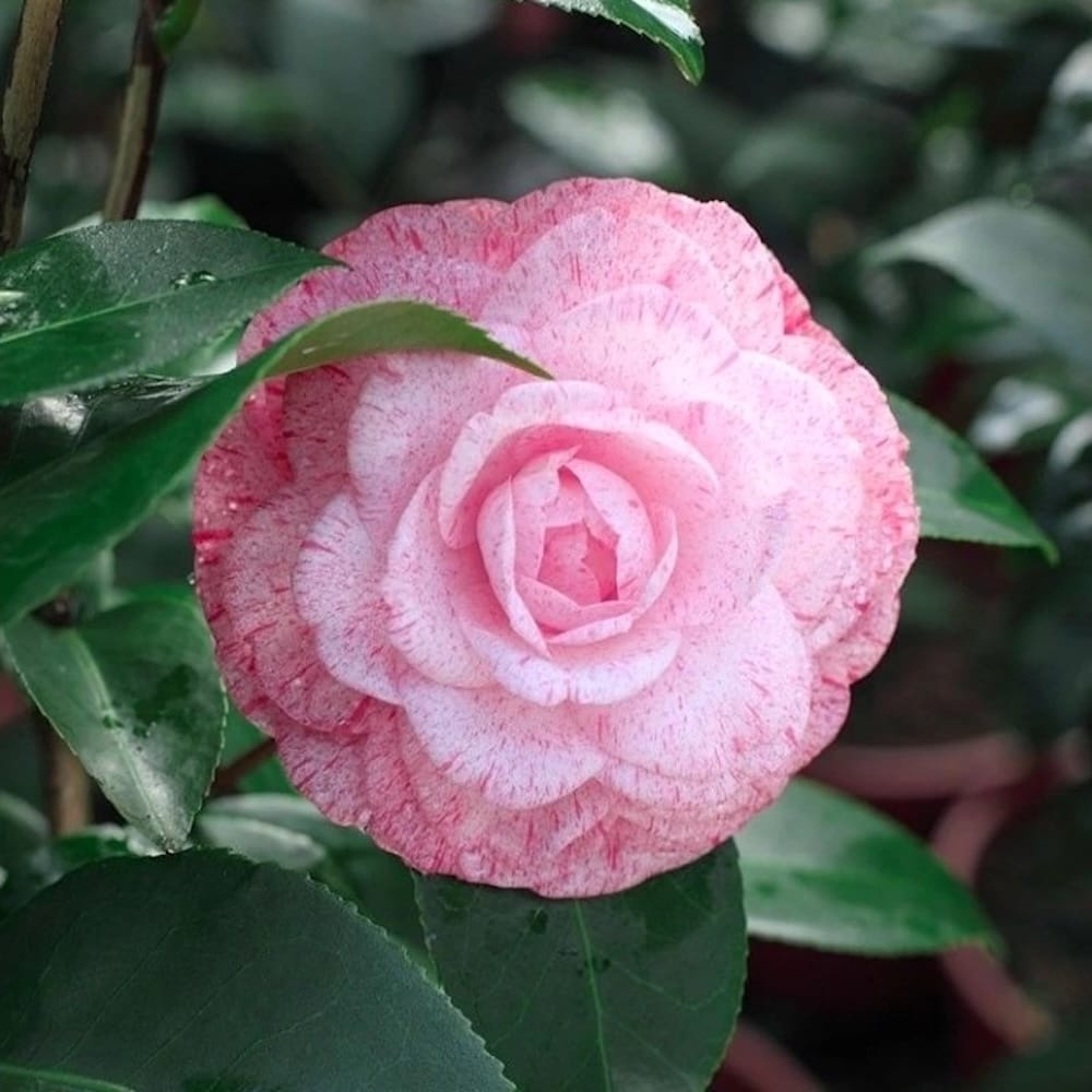 Camellia japonica 'William Bartlett' - floare dubla (rezistenta la inghet)