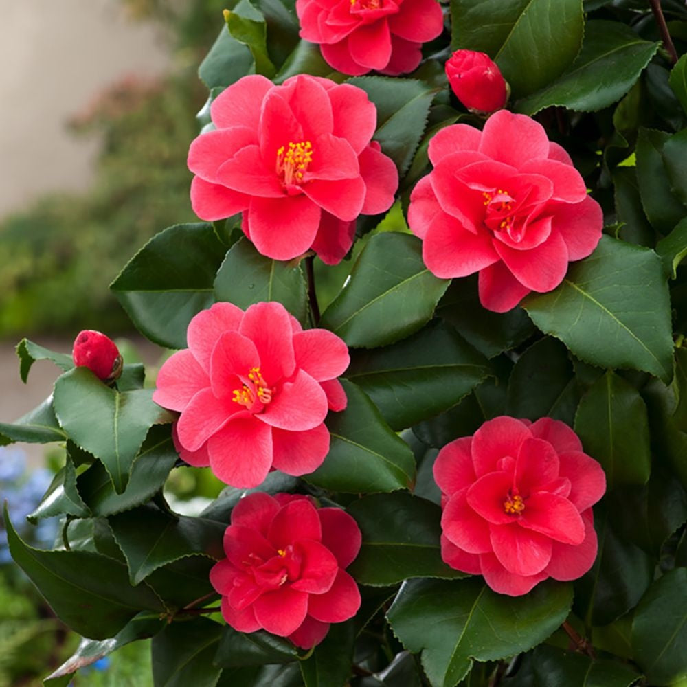 Inghet Camellia reticulata 'Mary Williams' (rezistenta la inghet) D13