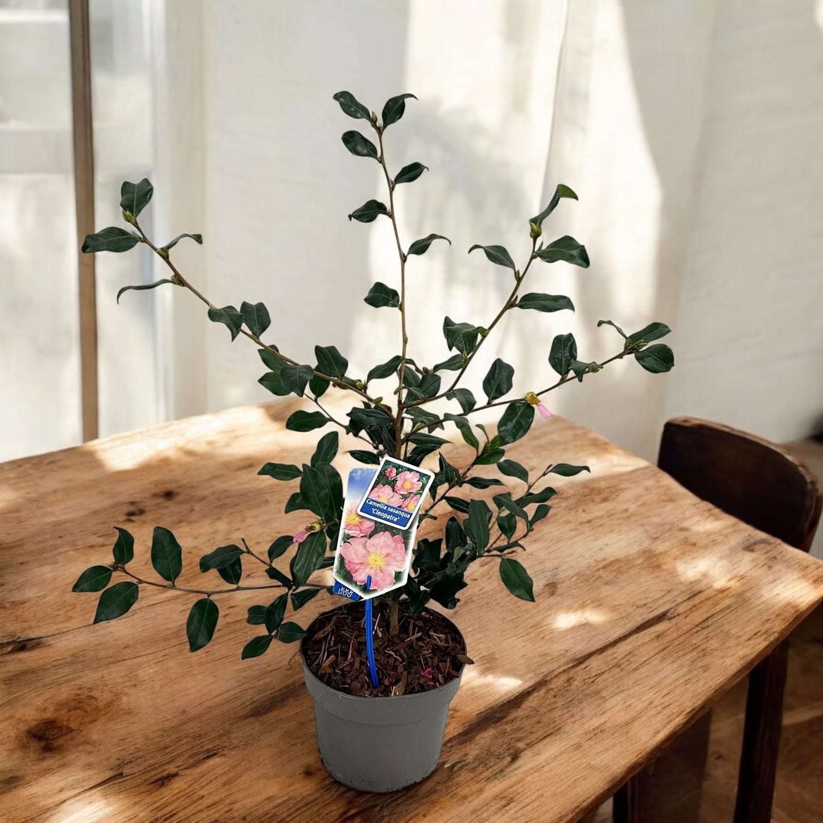 Camellia sasanqua 'Cleopatra' 