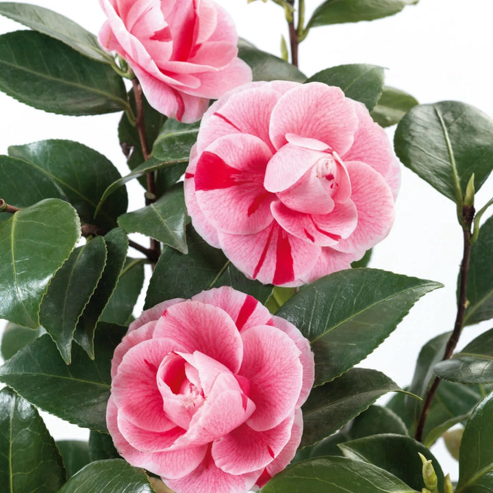 Camellia japonica 'Bonomiana'