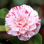Camellia japonica 'Angela Cocchi' - dvojni cvet (odporen proti zmrzali)