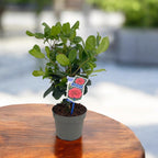 Camellia japonica 'Curly Lady' - floare dubla, crengi ondulate (rezistenta la inghet)