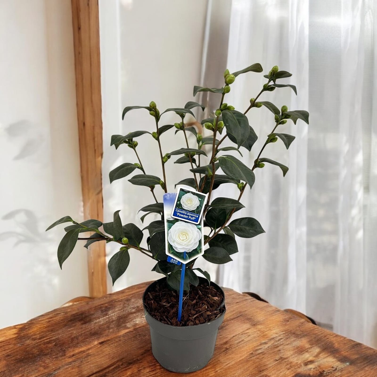 Camellia japonica 'Powder Puff'