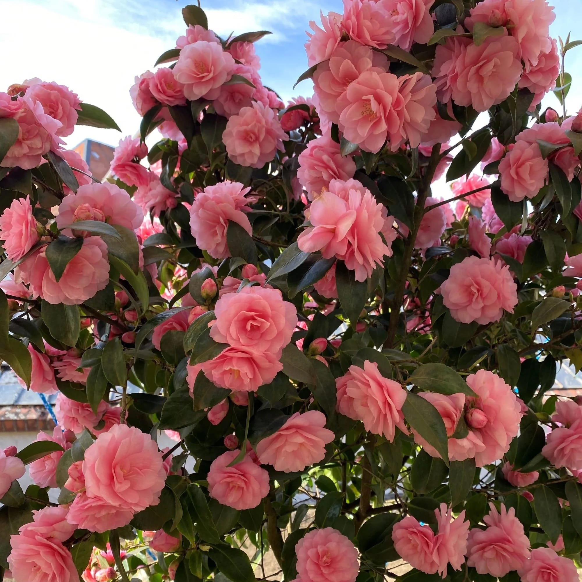 Floare Spring Camellia japonica 'Spring Festival' - floare dubla (rezistenta la ingh ...