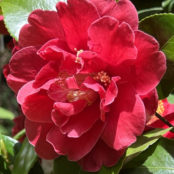 Camellia japonica 'Yosemite Red' double flower (frost resistant