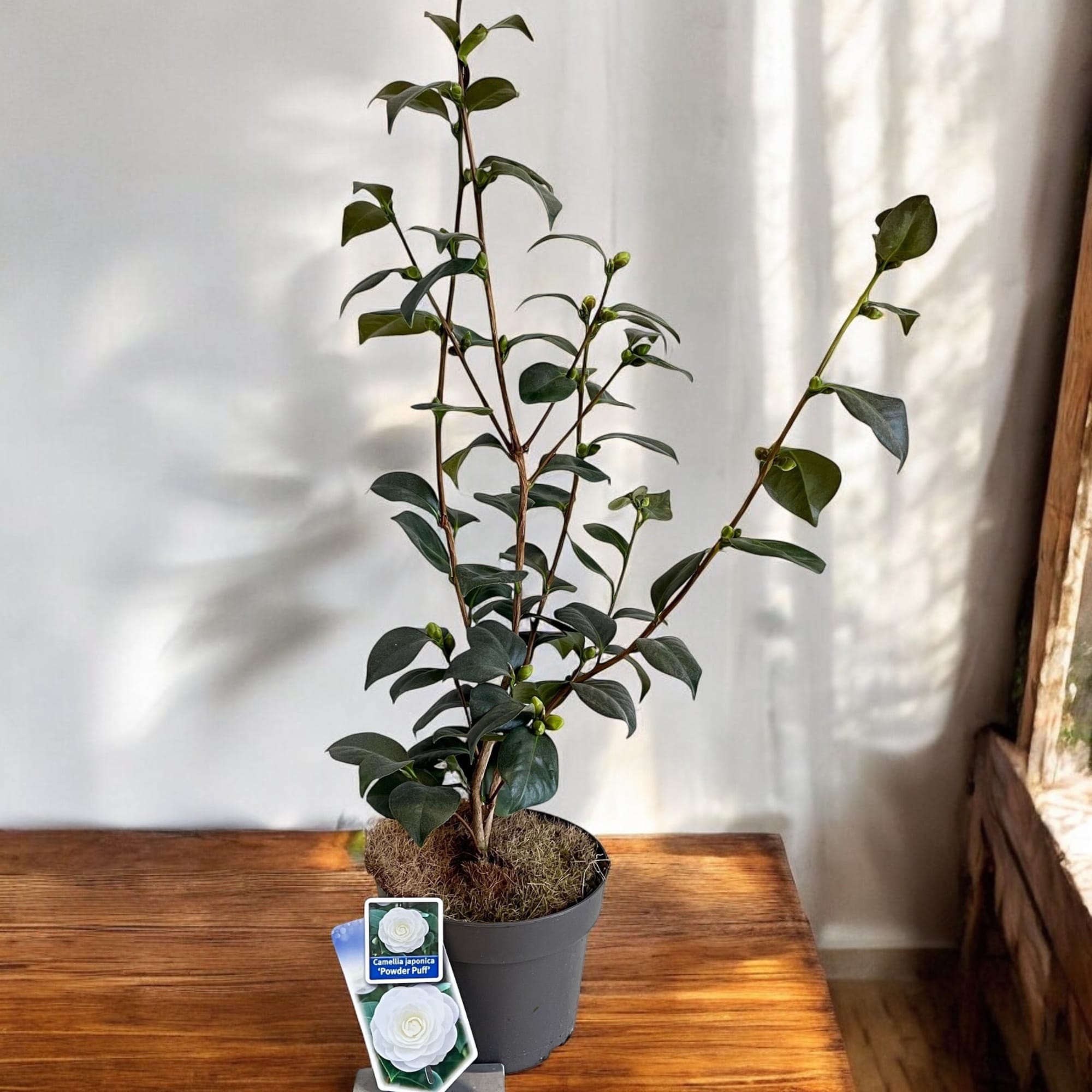 Camellia japonica 'Powder Puff'