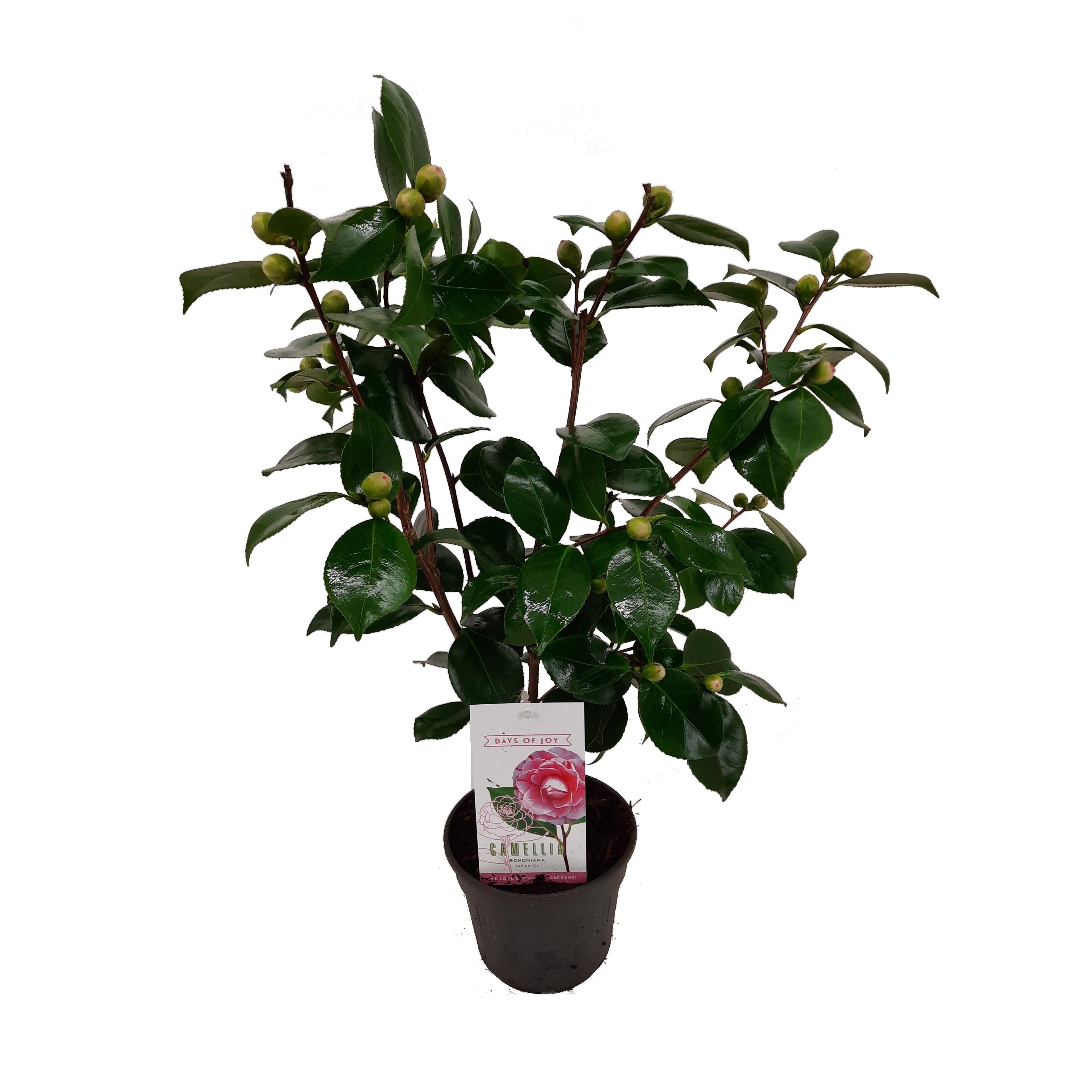 Camellia japonica 'Bonomiana' - rezistenta la inghet