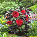 Camellia japonica 'Femme Fatale'