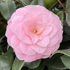 Camellia japonica 'Frau Minna Seidel'