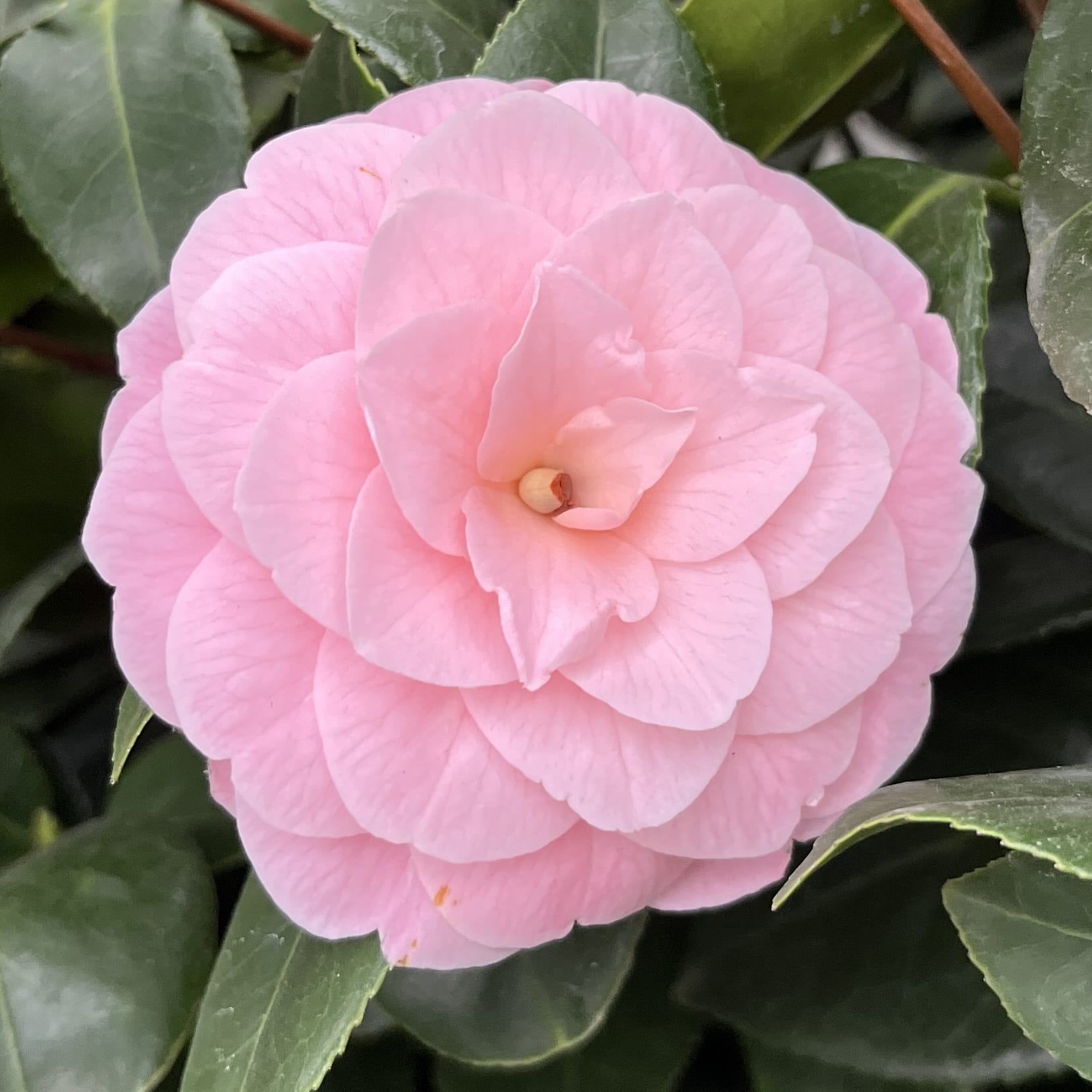 Camellia japonica 'Frau Minna Seidel'