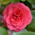 Camellia japonica 'Lady Campbell'