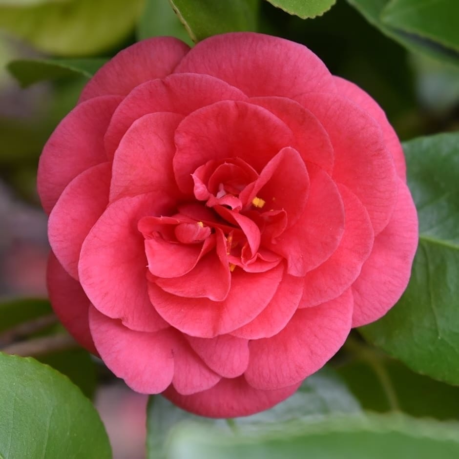 Camellia japonica 'Lady Campbell'