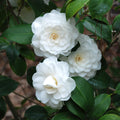Camellia japonica 'Powder Puff'