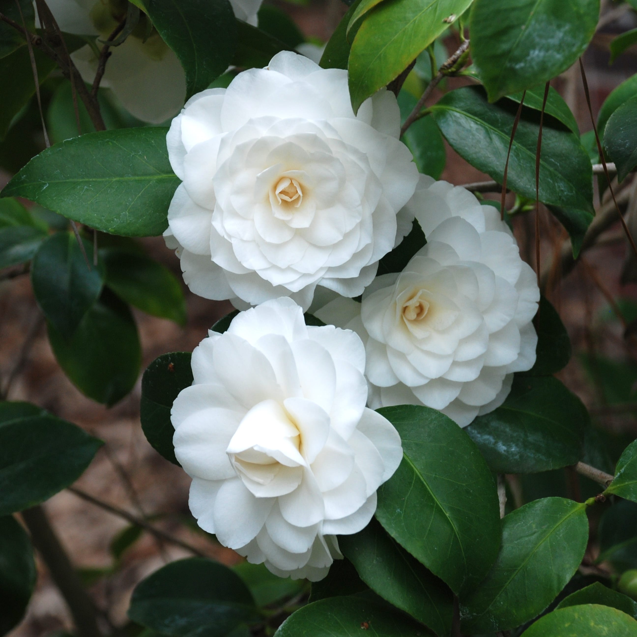 Camellia japonica 'Powder Puff'