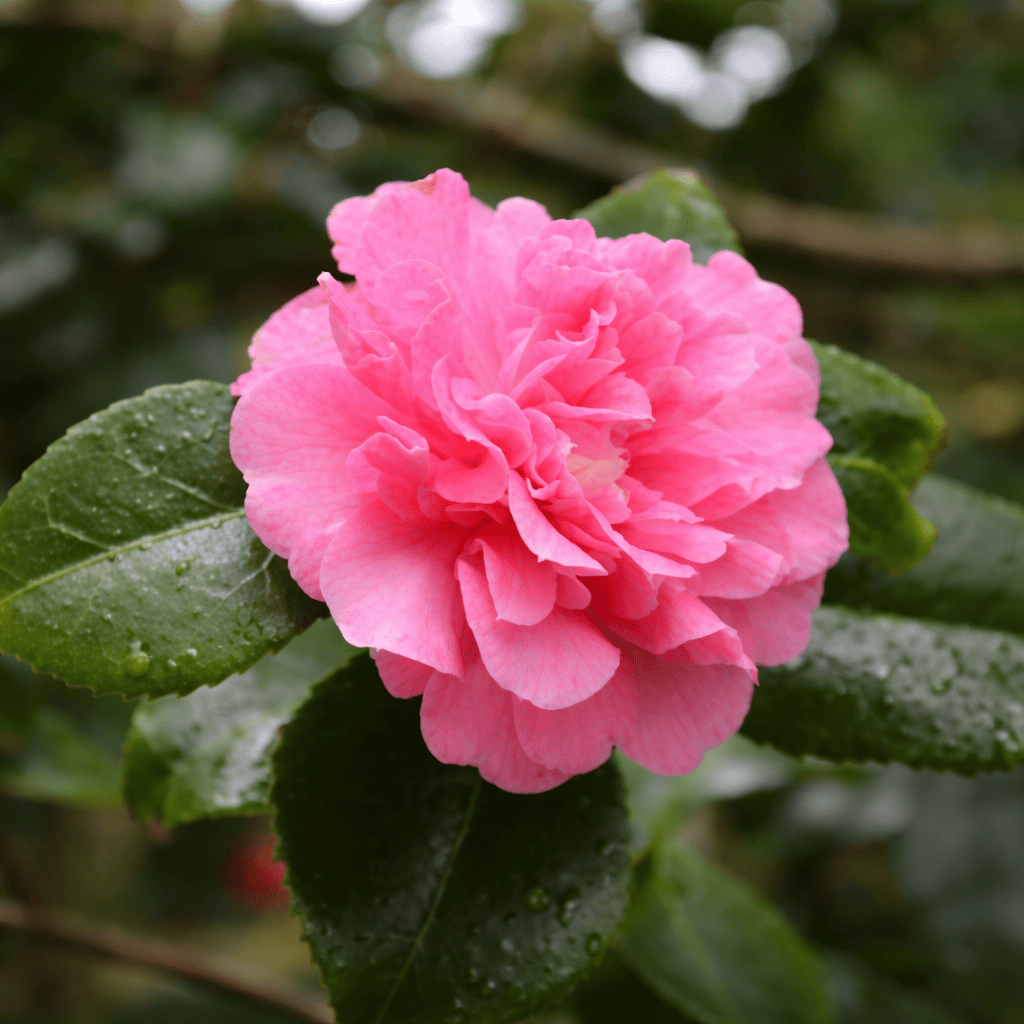 Camellia japonica 'Preston Rose'