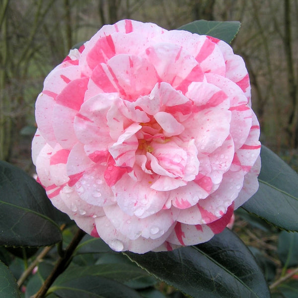 Camellia japonica 'Princess Clotide' - double flower (frost resistance)