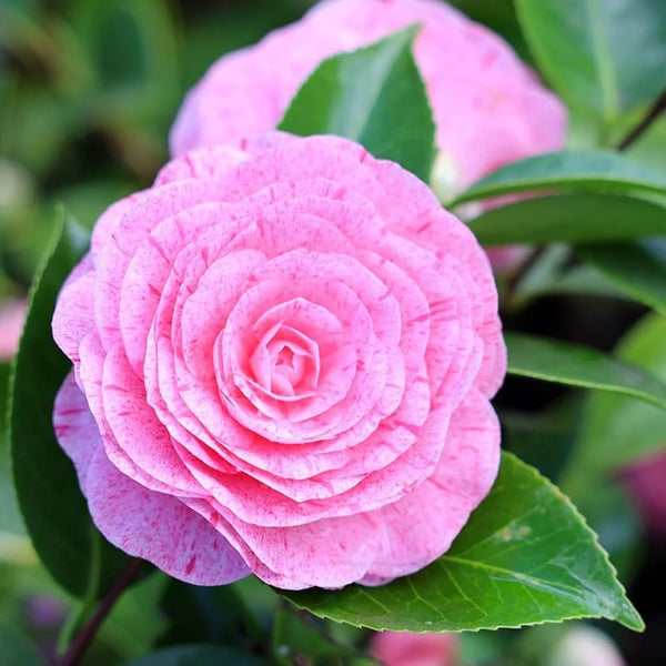 Camellia japonica 'William Bartlett' - floare dubla (rezistenta la inghet)