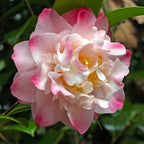 Camellia japonica 'Nuccio's Jewel'