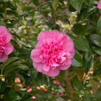 Camellia japonica 'Preston Rose'