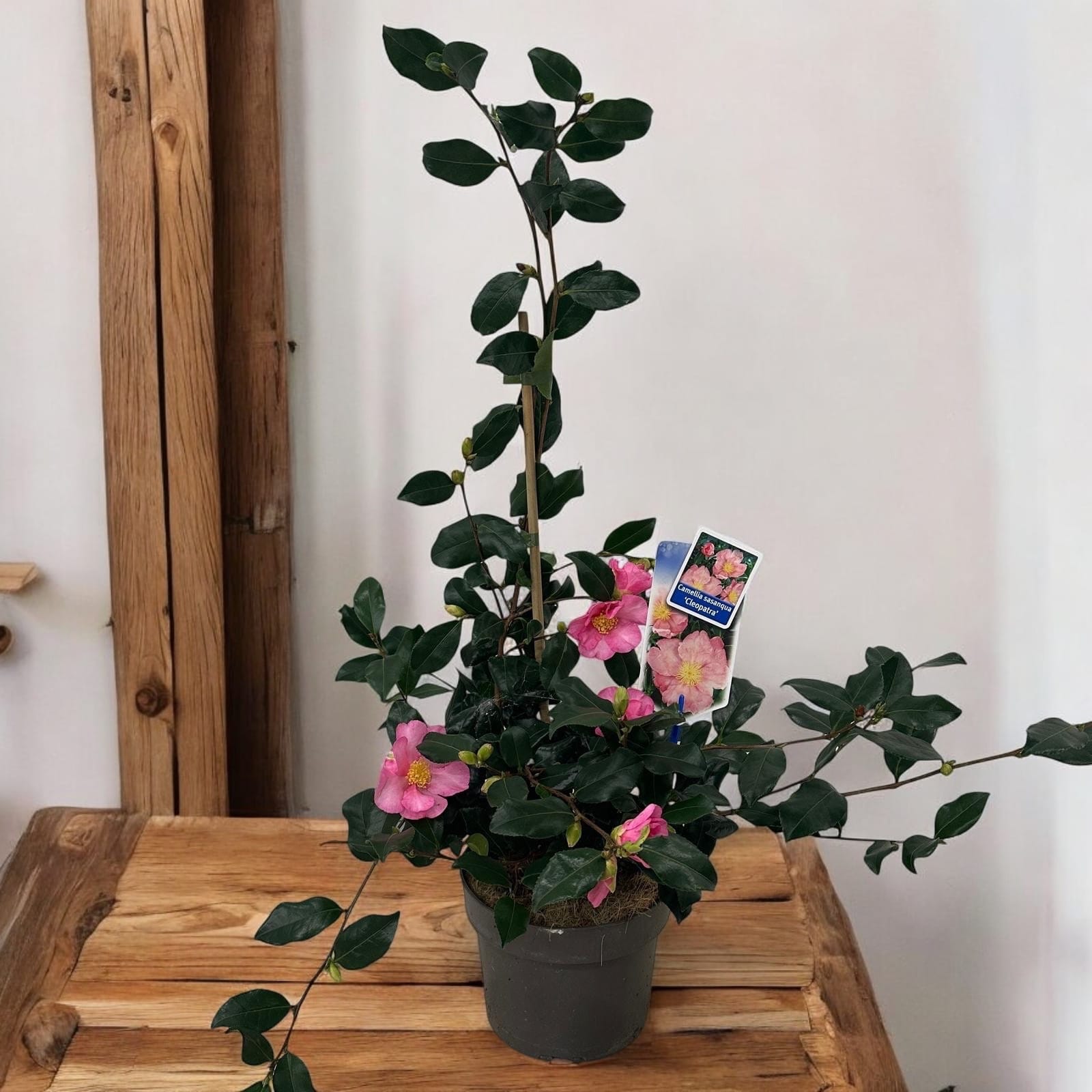 Camellia sasanqua 'Cleopatra' 