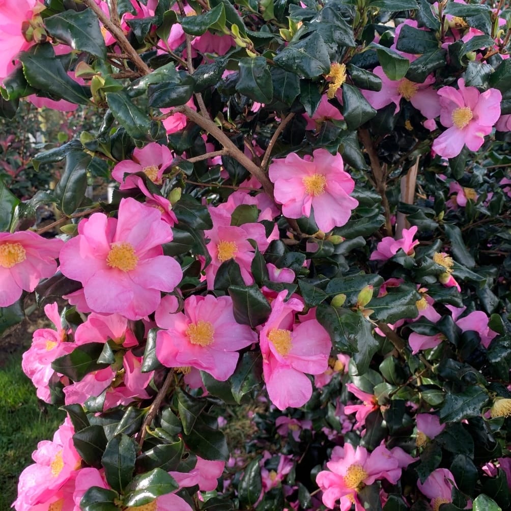 Camellia sasanqua 'Cleopatra' 