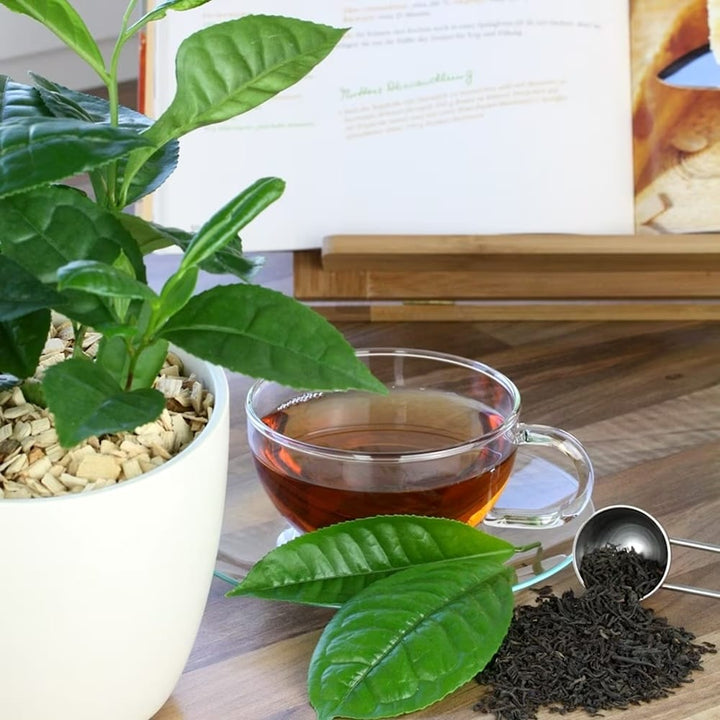 Camellia sinensis