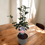 Camellia williamsii 'E.G. Waterhouse' - floare XL dubla (rezistenta la frig)