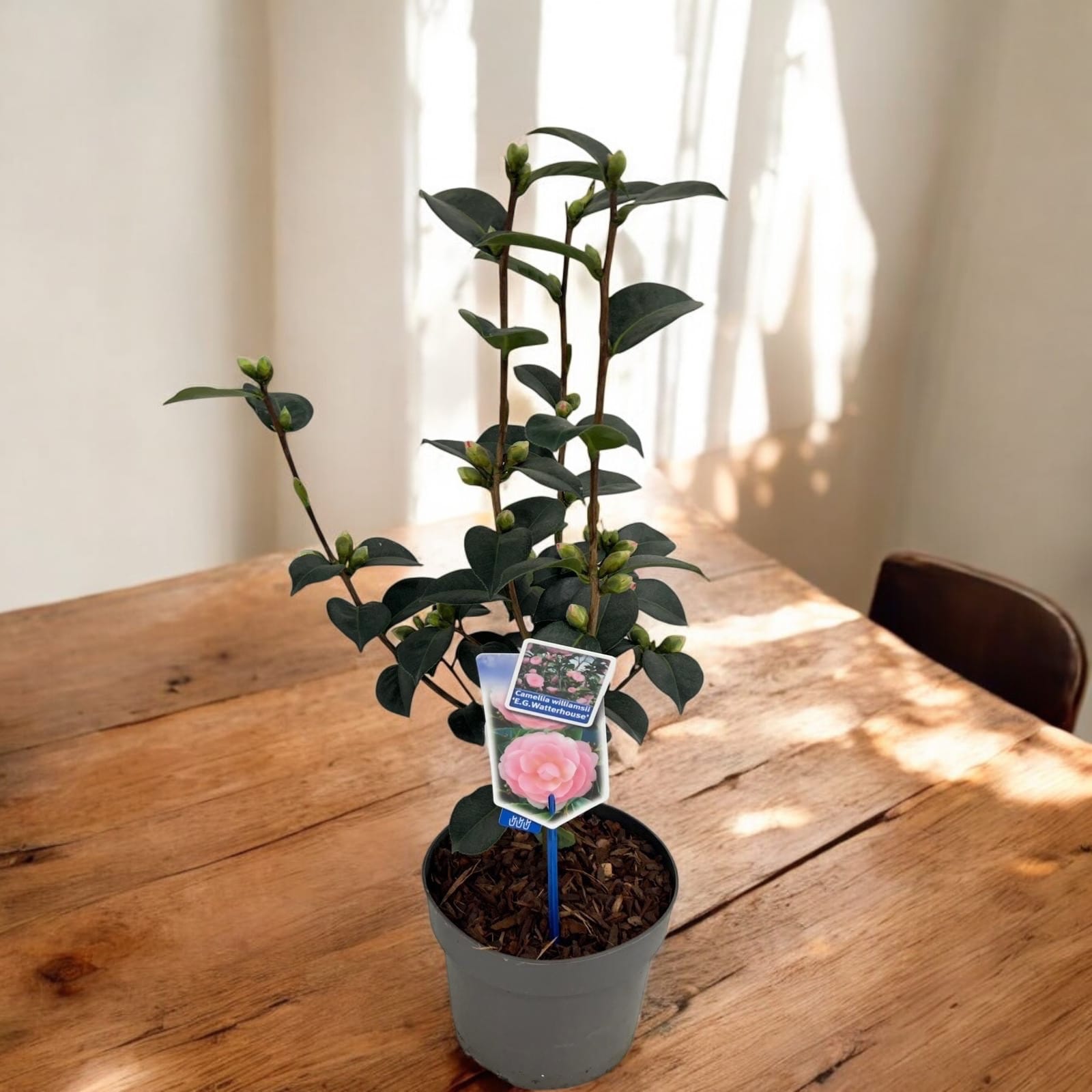 Camellia williamsii 'E.G. Waterhouse' - floare XL dubla (rezistenta la frig)