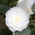 Camellia japonica 'Blanca Doble'