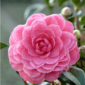 Camellia japonica 'Spring Formal'