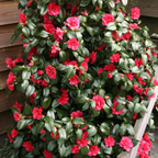 Camellia reticulata 'Mary Williams'