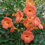 Luleaua turcului cu flori mari - Campsis grandiflora