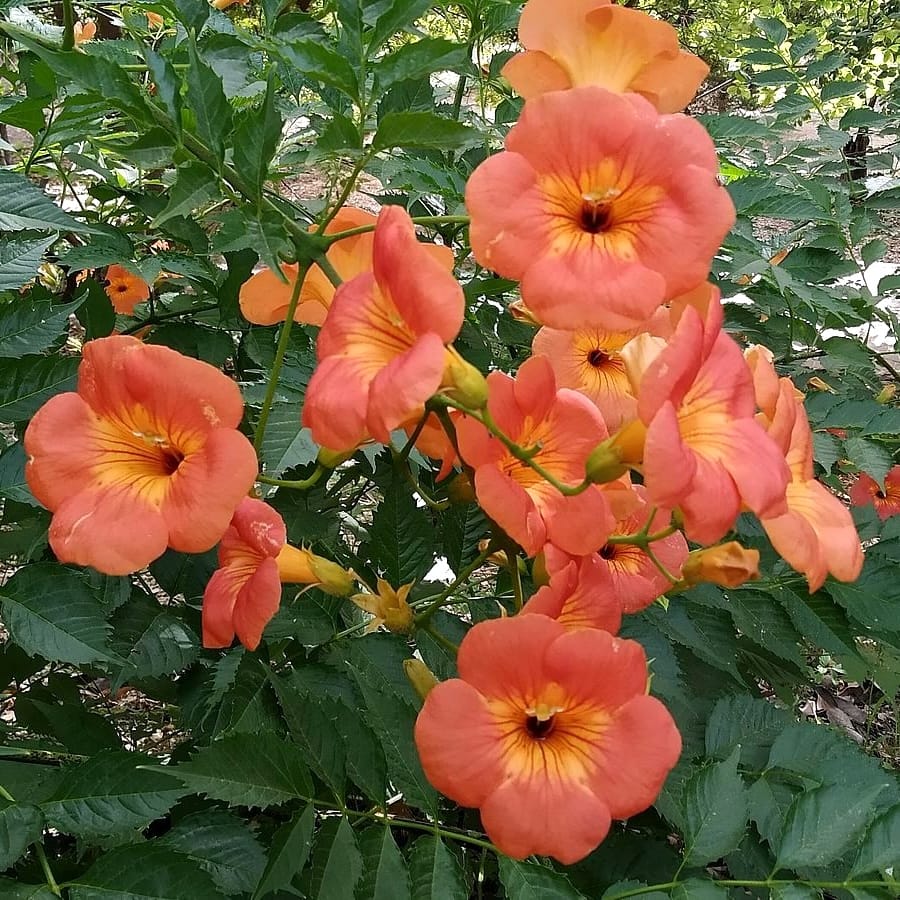 Luleaua turcului cu flori mari - Campsis grandiflora