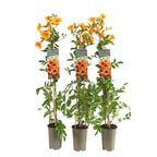 Luleaua turcului bicolora - Campsis tagliabuana 'Summer Jazz™ Golden Trumpet' ('Takarazuka Yellow')