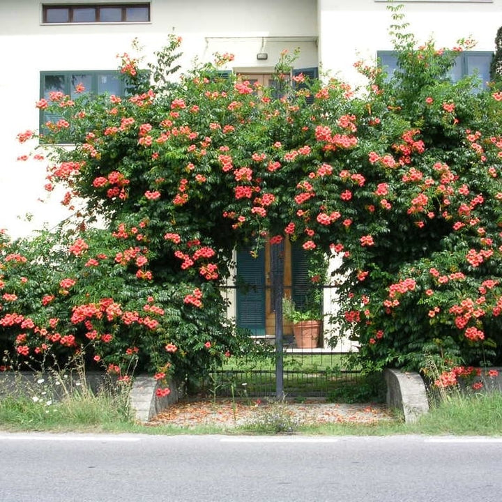 Campsis x tagliabuana 'Madame Galen'