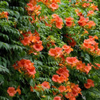 Luleaua turcului cu flori mari - Campsis grandiflora