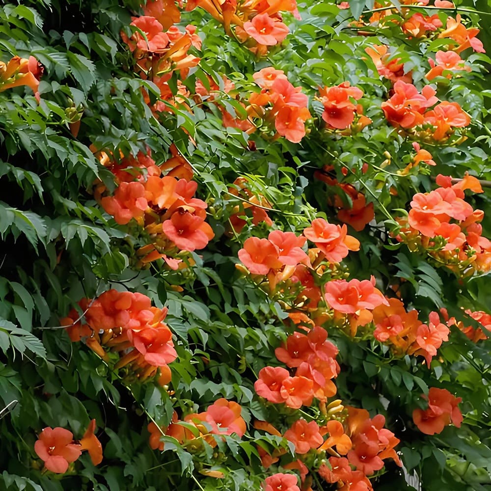 Luleaua turcului cu flori mari - Campsis grandiflora