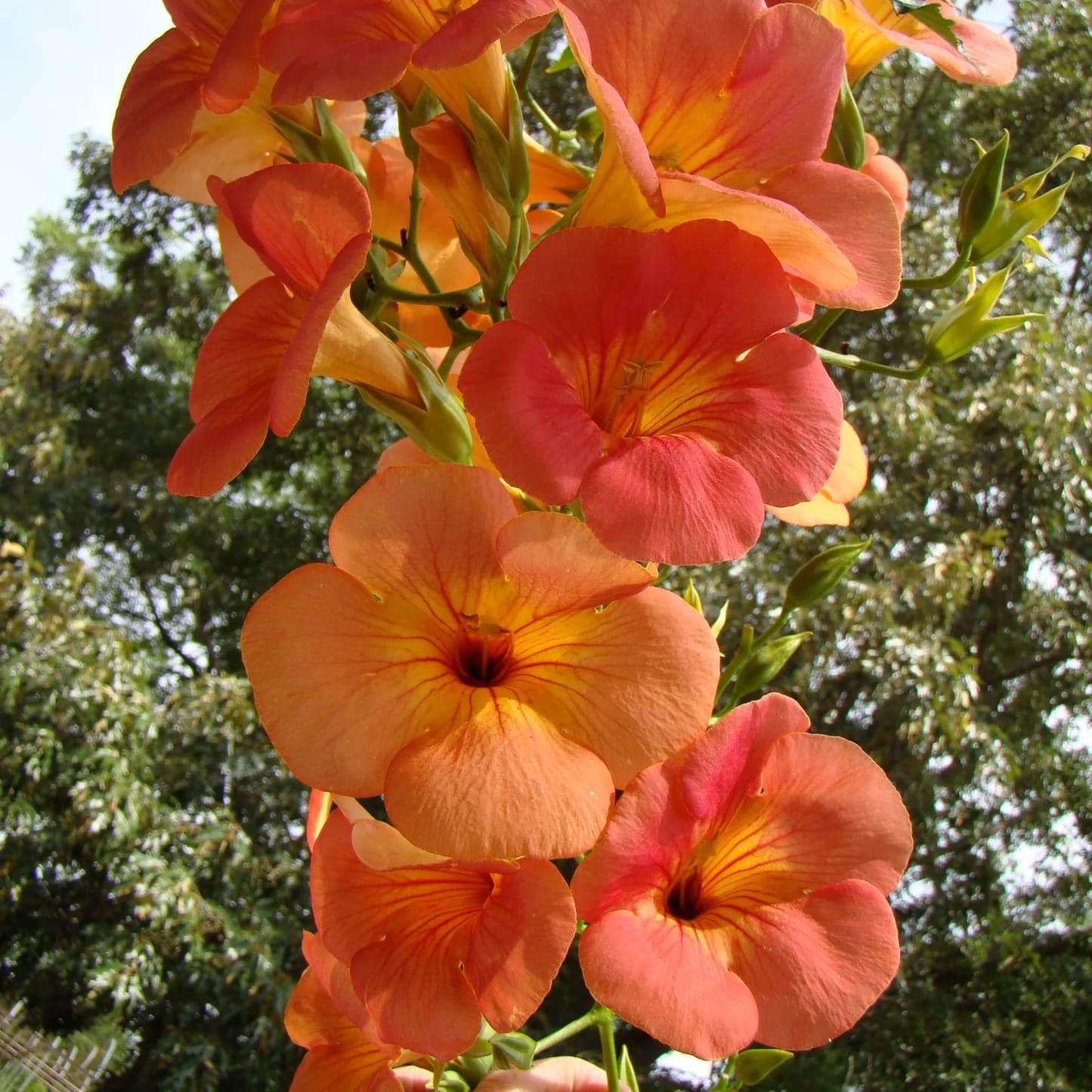 Luleaua turcului cu flori mari - Campsis grandiflora