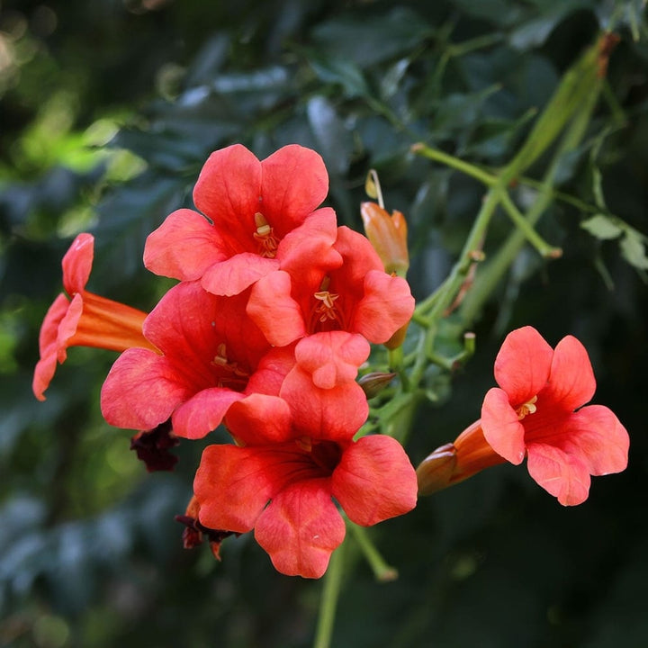 Campsis radicans 'Flamenco'